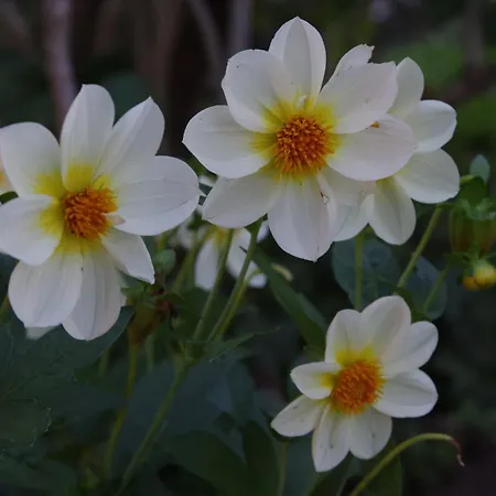 Tinylausitz Mit Kamin Und Sauna Steina (Saxony)