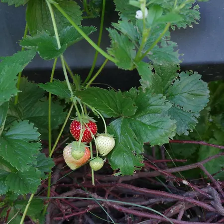 Дом отдыха Tinylausitz Mit Kamin Und Sauna *